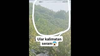 PENAMPAKAN ULAR TERBESAR DI DUNIA DI KALIMANTAN