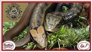 A BRAND NEW Reptile SHOW?! - Redline Report Ep.7