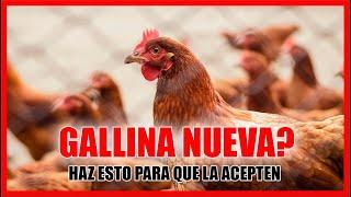 Como Incorporar Una Nueva GALLINA en tu Gallinero Para Que No La Piquen el Resto de Gallinas 