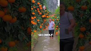 China fruits are so delicious  Rare fruits  #shorts #youtubeshorts #viral