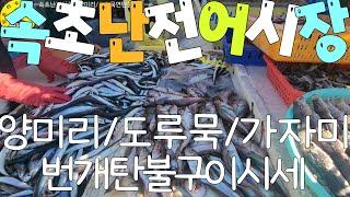 水産市場 속초시 오징어난전어시장 양미리/도루묵/가자미 구워먹는 시세와내용물 견문록삶2328/Sokcho port fish market, korea