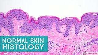 Normal Skin Histology - Explained by a Dermatopathologist