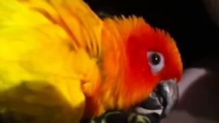 Rainbow-sun conure