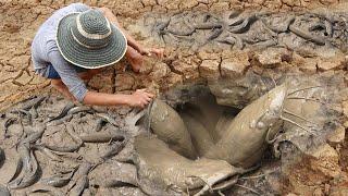 Unique Fishing | Man Catching Giant Catfish In Dry Season