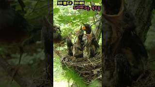 바쁘다 바뻐#되지빠귀