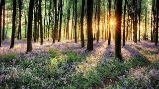 9 Hours of Relaxing Piano Music: Sleep Music, Study Music, Meditation Music, Relaxing Music 97