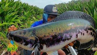 MANCING IKAN TOMAN MONSTER