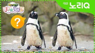 동물이 궁금해!ㅣ펭귄ㅣ뭘까왤까ㅣ자연관찰ㅣ대교 노리Q l Daekyo noriQ