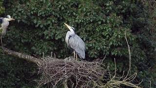 Herons nest