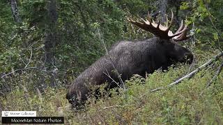 Mack the Bull Moose, and the Dating Game in Alaska #moose