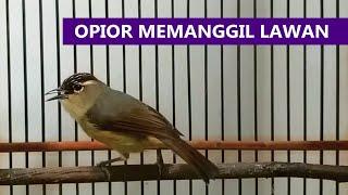 Prenjak daun / OPIOR JAMBUL Call | Suara panggilan burung OPIOR BETINA ini AMPUH bikin burung GACOR