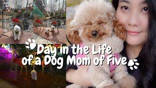 DAY IN THE LIFE OF A DOG MOM OF 5 in South Korea  