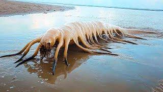 What They Found On A Beach In California Has Shocked Everyone