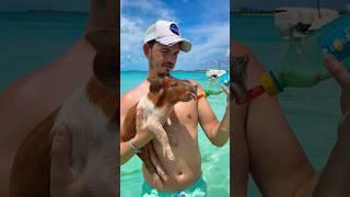 Swimming Pigs Exuma Bahamas  #shorts #travel