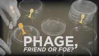 Phage: friend or foe? | Washington University