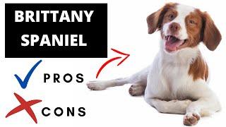 Brittany Spaniel Pros And Cons | Should You REALLY Get A BRITTANY SPANIEL?