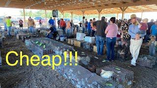 Animals SOLD CHEAP at the Amish Auction!