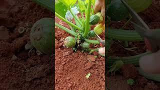 How to Harvest Baby Zucchini the Right Way! 