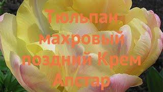 Тюльпан махровый Крем Апстар (tulipa tyulpan)  обзор: как сажать, луковицы тюльпаны Крем Апстар