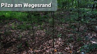 Pilze am Wegesrand  - eine Gassirunde mit Paul 