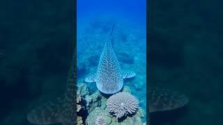 Did you know that Whale Sharks.... #shorts