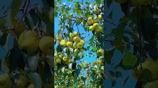 #agriculture #farmlife #farming #agrishorts #fruitfarming #viralshorts #dailyfarming #trending #fyp