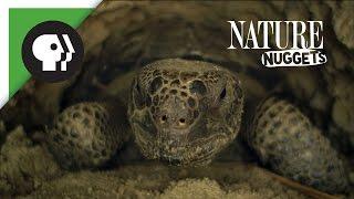 Do Animals Share? | NATURE Nuggets