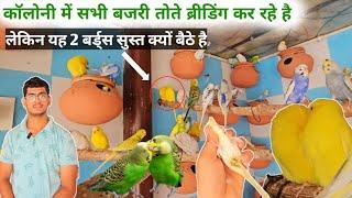 Australian Budgies Ki Colony Mein Kuchh Bird Sust Kyon Hue || बीमार बर्ड्स को कॉलोनी से अलग किया