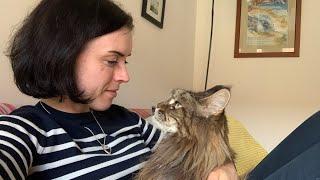 DOG SIZED Maine Coon Cat Loves Owner