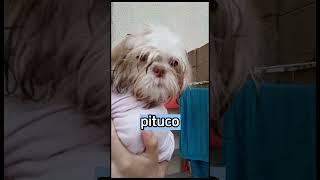 #filhote #cachorro #filhotedecachorro #pets #fofo #cachorrofofo #melhoramigo #shitzu #amor #cute