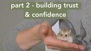 Taming & Handling Your Roborovski Hamster - PART 2: Building Trust & Confidence