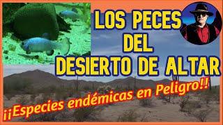 Los peces del Desierto de Altar