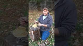 Wild edible mushrooms Exidia Recisa commonly called Amber Jelly Rolls