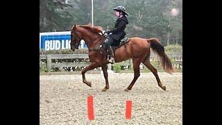 Gaited Horses Gaits- Gaited Spectrum -Pace, Step Pace, Rack, Running Walk, Flat Walk, Fox Trot