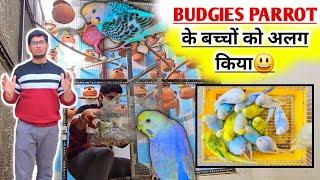 Australian Parrot Colony Shifting Self Baby बजरी तोतों के बच्चों को बड़ी कॉलोनी से अलग क्यों किया?