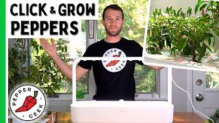 Growing Peppers In The Click And Grow 9 (Start to Finish) - Pepper Geek