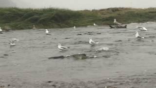 Gulls & Spawning Salmon-Sheep Creek Estuary-Juneau, Alaska