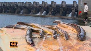 Night fishing for monster eels At the Dam 