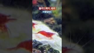 블러드메리 새우 어항 입수 #새우어항 #블러드메리새우