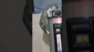 10 feet jump big cat #catlover #catsounds #cat #cute #kittensmeowing #cutecat #meowed #meow #meowez