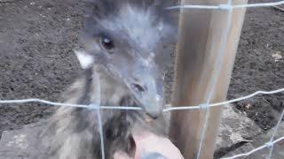 Lucky tails alpaca farm