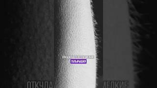 ОТКУДА И ЗАЧЕМ У НАС МУРАШКИ? #биологияегэ #биологияогэ #егэ #огэ