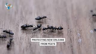 Pest Control Services Near Me – Pelican Pest Control Trusted Pest Experts in New Orleans