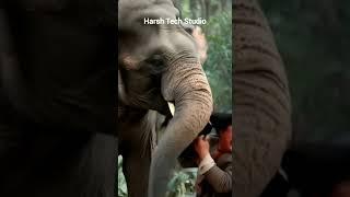 Elephant vs man deadly fight #trending #wildlifeentertainment #wildanimals #animallife #animals