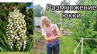 Юкка нитчатая. Размножение юкки