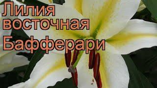 Лилия восточная Бафферари (lilium oriental bafferari)  обзор: как сажать, луковицы лилии Бафферари