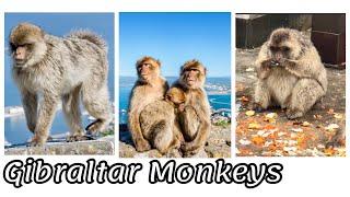 Gibraltar Monkeys- The Only Free-living Monkeys In The Europe.