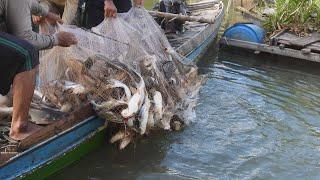 Đánh bắt trên sông Mekong: 3 mẻ lưới cá đầy khoang ghe