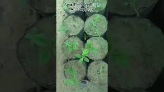 Agar Trees Seedlings And Saplings #shorts