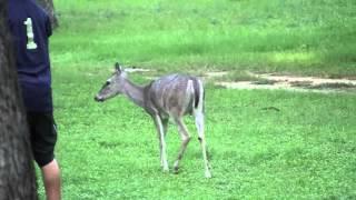 Frio Pecan Farm Deer 2012